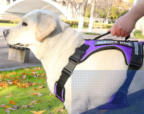 Adjustable Purple (Lavender) k9 'Service Dog' harness worn by a dog held firmly by their master