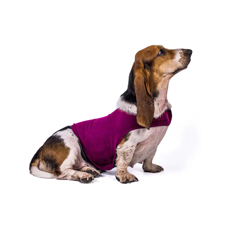 Puppy wearing Red (Wine) anxiety relief jacket vest. Acrylic vest is breathable and fits snugly but comfortably.Vest is both calming and pet fashionable.