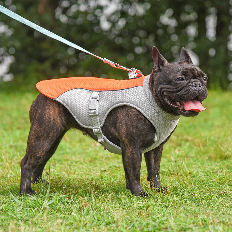 Dog wearing a breathable lightweight orange and gray cooling vest. Soaking vest in water increases chilling effect.