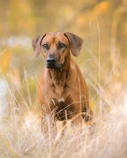 Completed diamond painting art kit showing a brown dog standing in tall grass with a blurred background