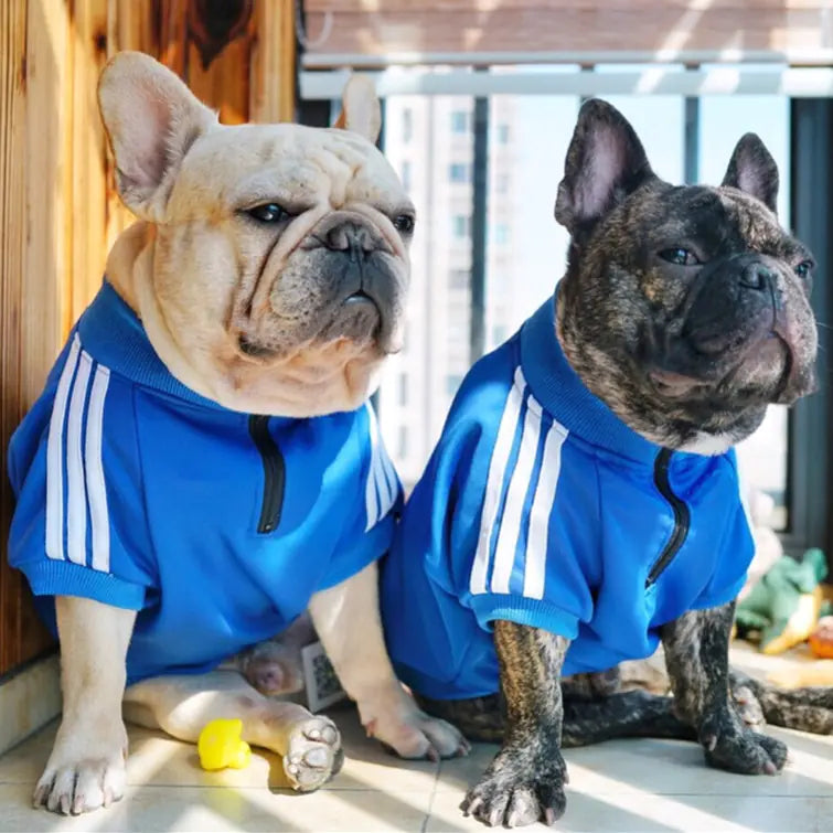 Two dogs wearing Blue (Lake) three bar polyester zipper sweaters, modeling a stylish look for a fun walk.