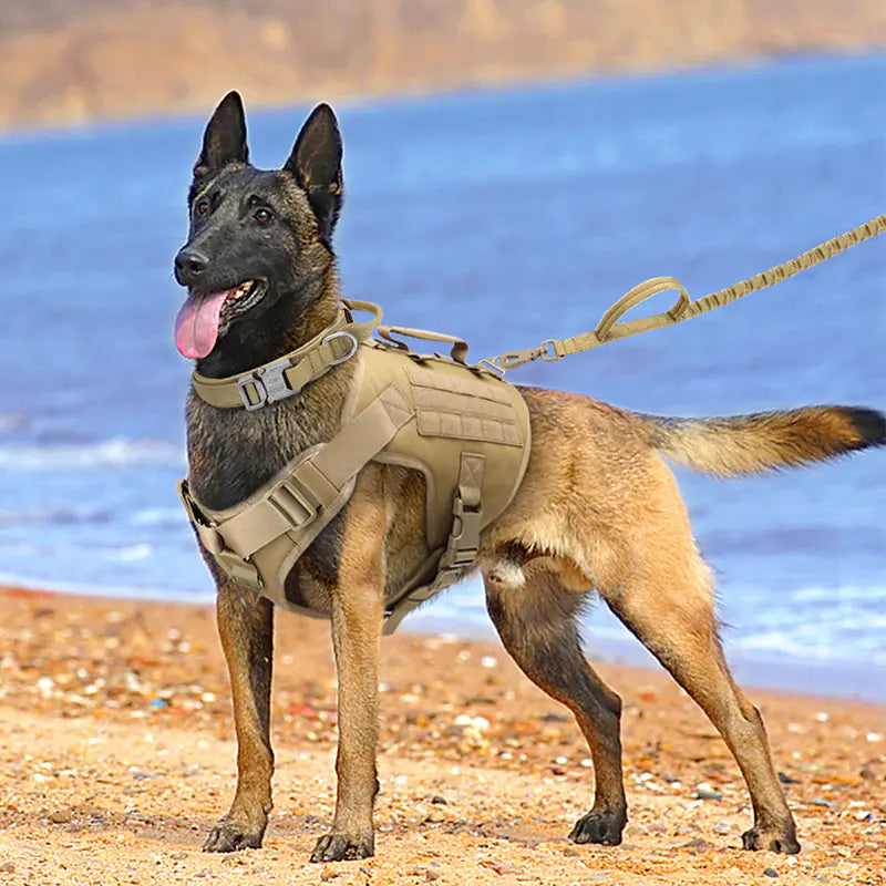 German Shepherd Dog wearing a Brown (Khaki) tactical harness and leash on a beach with water in the background