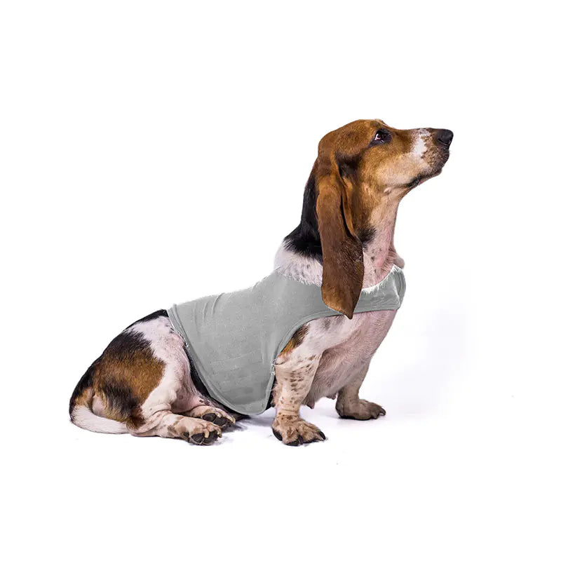 A dog wearing a gray anxiety relief jacket vest. Acrylic vest is breathable and fits snugly but comfortably.