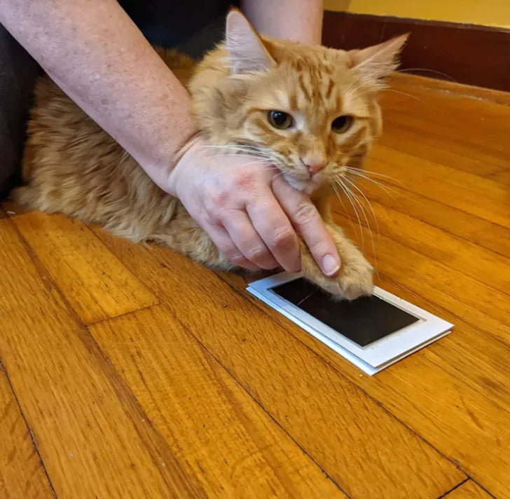 A kitten parent is capturing their pet's paw print, symbolizing the memory being preserved.