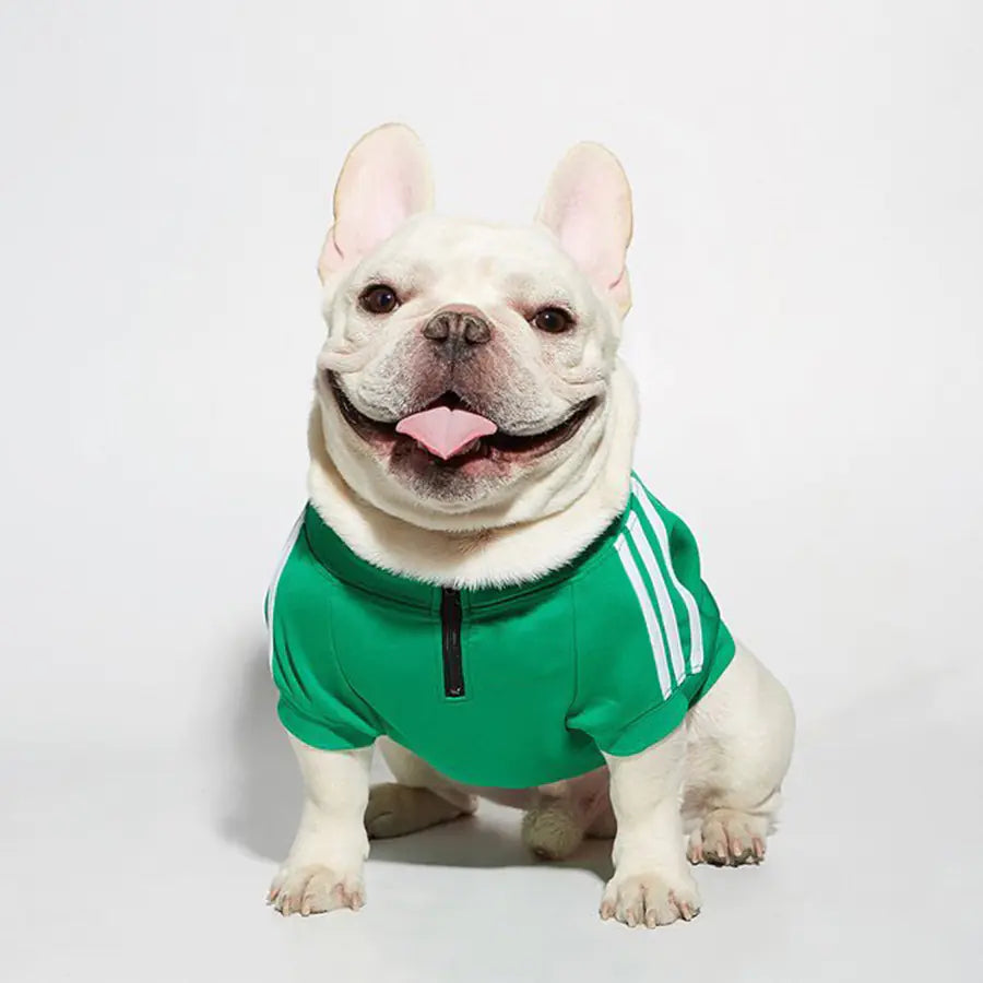 Puppy wearing a Green (Forest)  three bar polyester black zipper sweater, fashion ready for a fun and comfortable walk.
