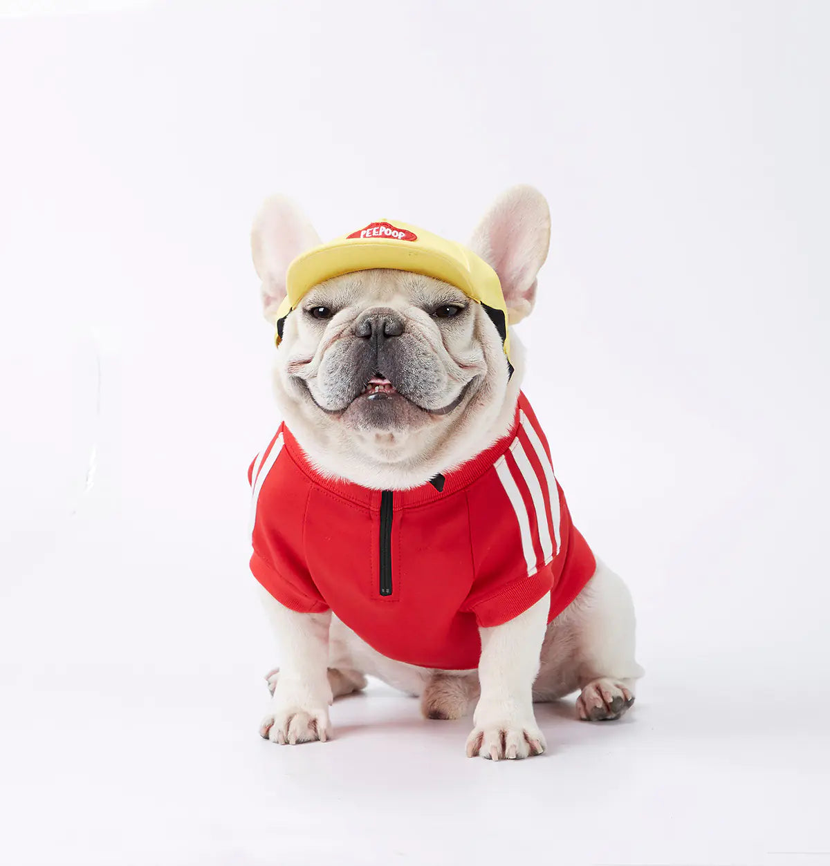 Dog wearing a Red (Ruby) three bar polyester black zipper sweater and a yellow hat, fashion ready for a fun walk.