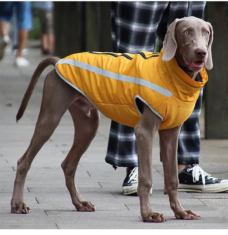 Dog wearing a yellow windproof coat. Jacket features adjustable straps & velcro for a snug fit.
