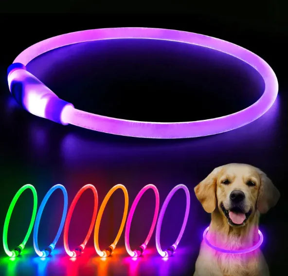 A happy dog ready for a night walk, wearing one of the rechargeable led collars next to a display of the various choices.