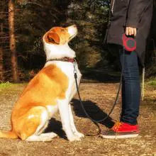 A doggie sitting at attention wearing a collar attached to a Red (Ruby) retractable leash held by the owner.