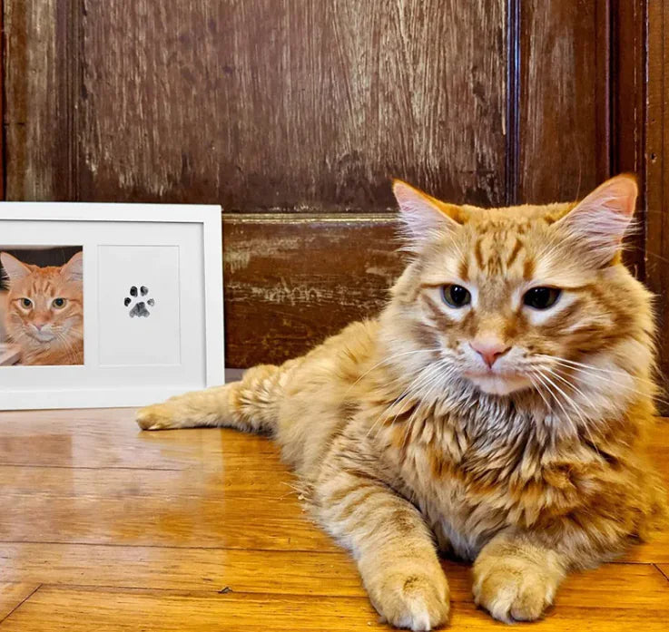 Orange tabby cat sitting on a wooden floor next to a framed picture with a paw print that was captured with the photo.