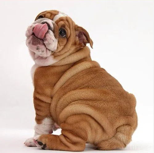 A completed diamond painting kit showing a bulldog posed in a sitting position, with a white background.
