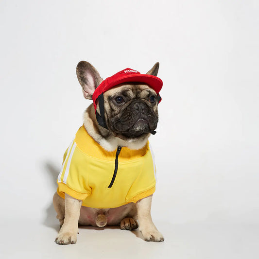 Dog wearing a Yellow (Sunshine) three bar polyester black zipper sweater and a red hat, fashion ready for a fun walk.