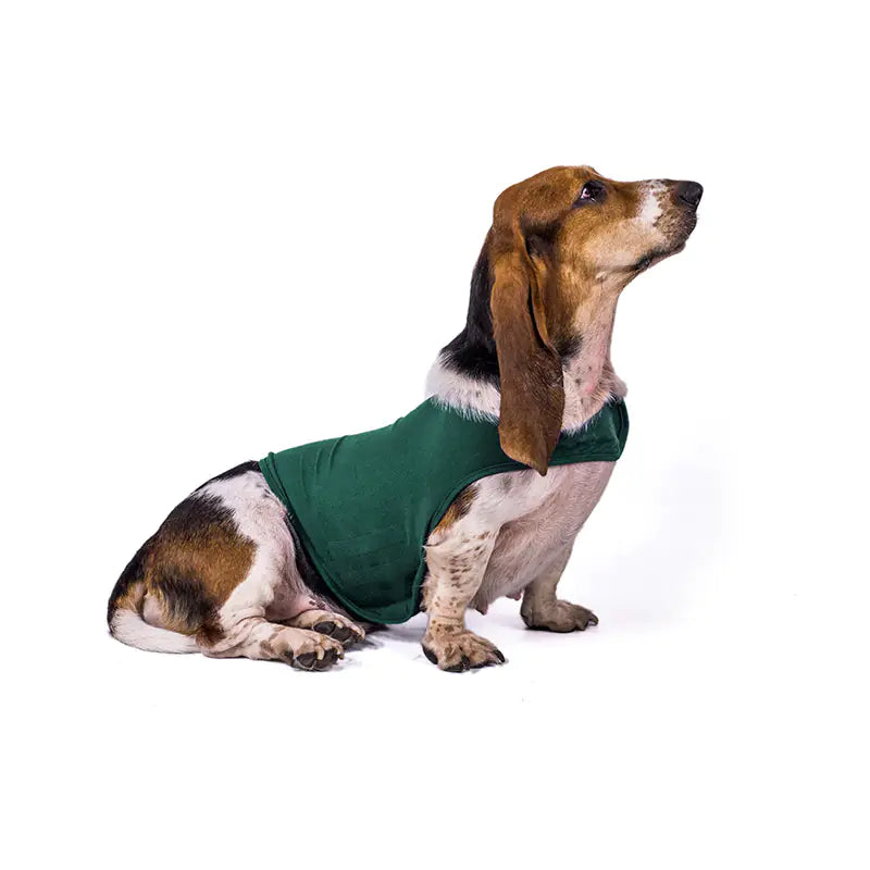 A dog wearing a green anxiety relief jacket vest. Acrylic vest is breathable and fits snugly but comfortably.