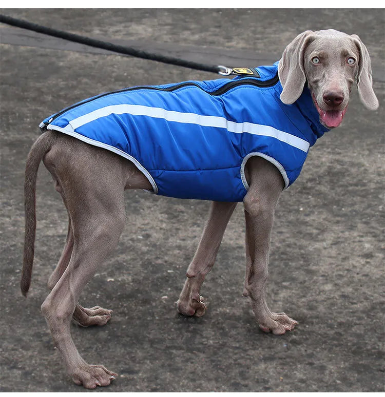 Dog wearing a blue windproof coat. Jacket features adjustable straps & velcro for a snug fit.