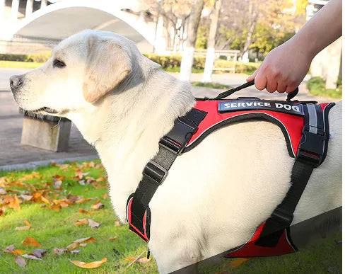 Adjustable Red (Ruby) k9 'Service Dog' harness worn by a dog held firmly by their master