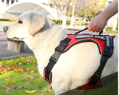 Adjustable Red (Ruby) k9 'Service Dog' harness worn by a dog held firmly by their master
