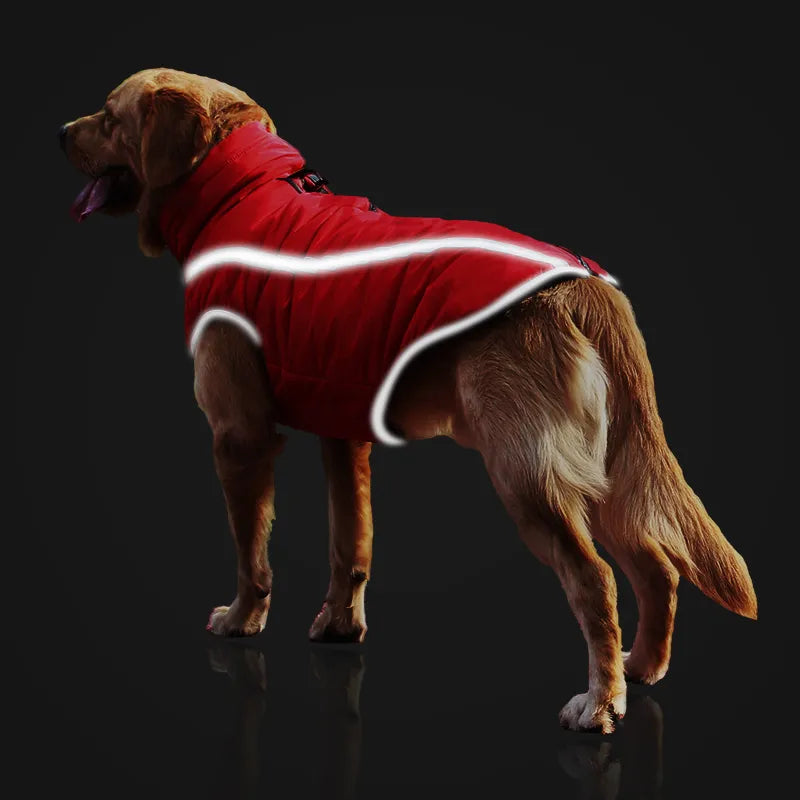 Dog wearing a red windproof coat. Jacket features adjustable straps & velcro for a snug fit.