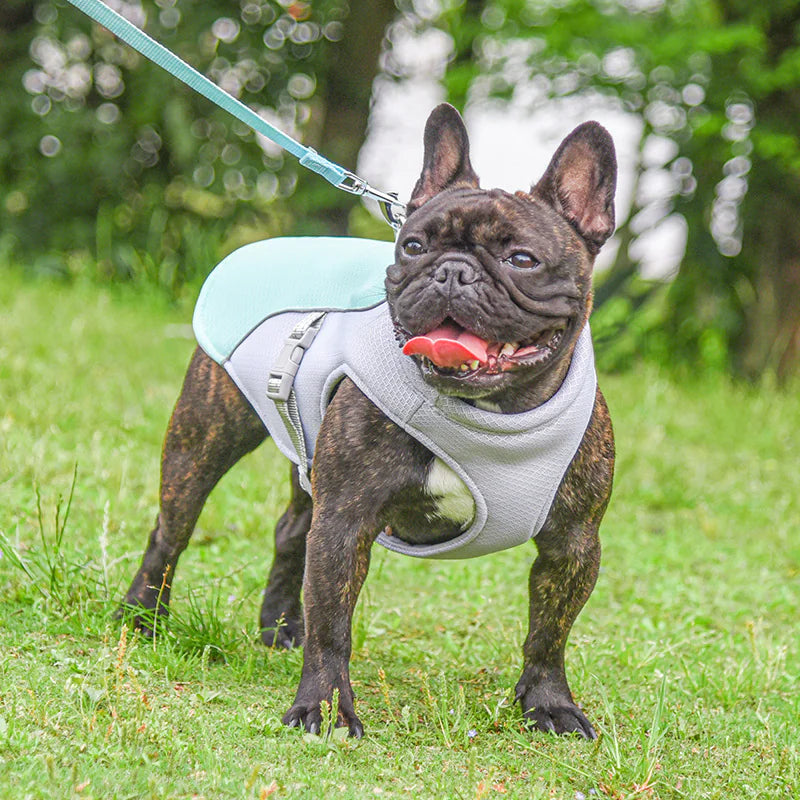Puppy wearing a breathable lightweight blue and gray cooling vest. Soaking vest in water increases chilling effect.