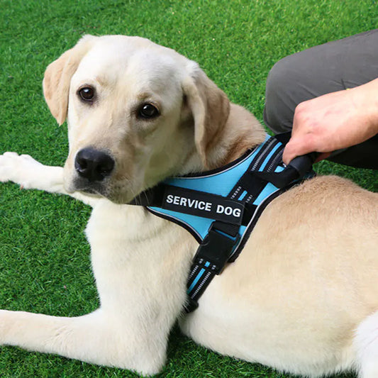 Adjustable Light Blue (Sky)  k9 'Service Dog' harness worn by a dog resting comfortably